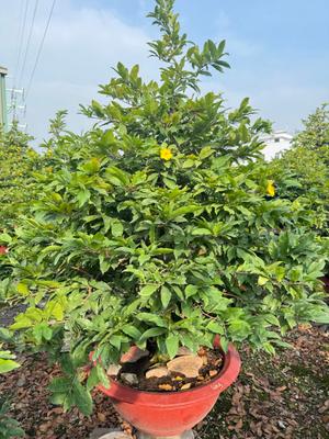 Cây cảnh Tết đẹp mắt với lá xanh mướt và hoa vàng trong chậu đỏ, dịch vụ cho thuê cây cảnh Lộc Xanh mang lại không gian tươi 