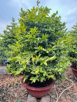 Cây cảnh Tết đẹp mắt với lá xanh tươi, chậu đất sét nâu, không gian sân vườn thoáng đãng - Dịch vụ cho thuê cây cảnh Lộc Xanh