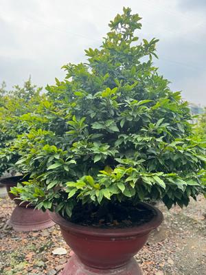 Cây cảnh Tết đẹp mắt trong chậu đỏ, dịch vụ cho thuê cây cảnh Lộc Xanh mang lại không gian xanh tươi cho ngôi nhà của bạn tro