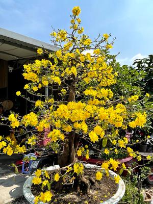 Cây mai vàng rực rỡ trong chậu trang trí, mang lại không gian tươi mới và may mắn cho dịp Tết.