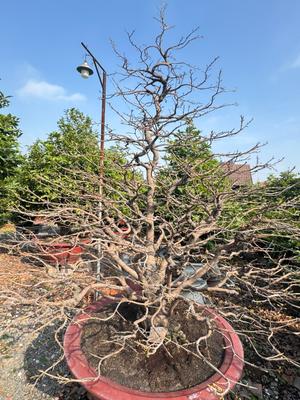 Cây mai Tết độc đáo, dáng vươn cao, không lá, chậu đỏ sẵn sàng cho mùa xuân may mắn