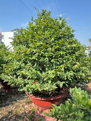 Cây mai xanh mậu bình, chậu đất sét đỏ, phong thủy tốt cho Tết cổ truyền Việt Nam